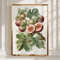 Fig Botanical Print, Vintage Fruit Illustration, Kitchen Wall Art Poster
